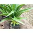 Kép 4/5 - EUROPALMS Agave plant with pot, artificial plant, 75cm