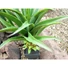 Kép 4/5 - EUROPALMS Agave plant with pot, artificial plant, 75cm