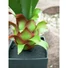 Kép 5/5 - EUROPALMS Agave plant with pot, artificial plant, 75cm