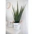 Kép 3/5 - EUROPALMS Aloe vera plant, artificial plant, 60cm