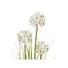 Kép 2/5 - EUROPALMS Allium grass, artificial plant, white, 120 cm