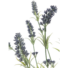 Kép 2/5 - EUROPALMS Lavender bush, artificial, 61cm