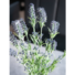 Kép 5/5 - EUROPALMS Lavender bush, artificial, 61cm