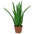 Kép 1/3 - EUROPALMS Aloe Vera Plant, artificial plant, 63cm