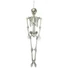 Kép 1/5 - EUROPALMS Halloween Skeleton, 150 cm