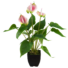 Kép 1/4 - EUROPALMS Anthurium, artificial plant, white and pink