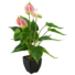 Kép 2/4 - EUROPALMS Anthurium, artificial plant, white and pink