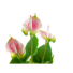 Kép 3/4 - EUROPALMS Anthurium, artificial plant, white and pink