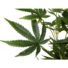 Kép 3/4 - EUROPALMS Cannabis-plant,textile, 150cm