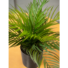 Kép 4/5 - EUROPALMS Areca Palm, artificial plant, 46 cm