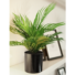Kép 5/5 - EUROPALMS Areca Palm, artificial plant, 46 cm