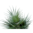 Kép 2/5 - EUROPALMS Fan palm, artificial plant, 55cm