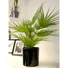 Kép 5/5 - EUROPALMS Fan palm, artificial plant, 55cm