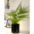 Kép 5/5 - EUROPALMS Fan palm, artificial plant, 55cm