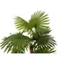 Kép 2/3 - EUROPALMS Fan palm, artificial plant, 130cm