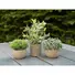 Kép 5/5 - EUROPALMS Table plants in pots, artificial plant, Set of 3