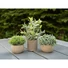 Kép 5/5 - EUROPALMS Table plants in pots, artificial plant, Set of 3