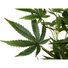 Kép 3/4 - EUROPALMS Cannabis-plant, artificial plant, 150cm