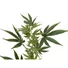 Kép 3/3 - EUROPALMS Cannabis-spra, artificial plant, 90cm