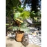 Kép 4/8 - EUROPALMS Fan Palm, artificial plant, 88cm