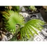 Kép 5/8 - EUROPALMS Fan Palm, artificial plant, 88cm