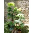 Kép 4/8 - EUROPALMS Fan Palm, artificial plant, 130cm