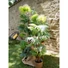 Kép 5/8 - EUROPALMS Fan Palm, artificial plant, 130cm