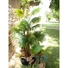 Kép 6/8 - EUROPALMS Fan Palm, artificial plant, 130cm
