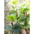Kép 4/8 - EUROPALMS Fan Palm, artificial plant, 155cm