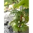 Kép 4/8 - EUROPALMS Fan Palm, artificial plant, 165cm