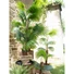 Kép 7/8 - EUROPALMS Fan Palm, artificial plant, 165cm