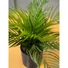 Kép 4/6 - EUROPALMS Areca Palm, artificial plant, 46 cm