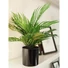 Kép 5/6 - EUROPALMS Areca Palm, artificial plant, 46 cm