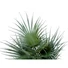 Kép 2/5 - EUROPALMS Fan Palm, artificial plant, 55cm