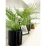 Kép 3/5 - EUROPALMS Fan Palm, artificial plant, 55cm