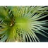 Kép 4/5 - EUROPALMS Fan Palm, artificial plant, 55cm