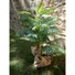 Kép 5/8 - EUROPALMS Areca Palm, 2 trunks, artificial plant, 120cm