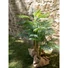 Kép 6/8 - EUROPALMS Areca Palm, 2 trunks, artificial plant, 120cm