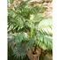Kép 7/8 - EUROPALMS Areca Palm, 2 trunks, artificial plant, 120cm