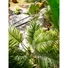 Kép 4/8 - EUROPALMS Areca Palm, 3 trunks, artificial plant, 150cm