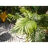 Kép 5/8 - EUROPALMS Areca Palm, 3 trunks, artificial plant, 150cm