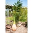 Kép 4/8 - EUROPALMS Phoenix Palm, artificial plant, 240cm