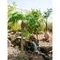 Kép 8/8 - EUROPALMS Phoenix Palm, artificial plant, 240cm
