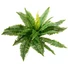 Kép 1/6 - EUROPALMS Boston Fern, artificial plant,53cm