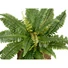 Kép 3/6 - EUROPALMS Boston Fern, artificial plant,53cm