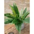 Kép 5/6 - EUROPALMS Boston Fern, artificial plant,53cm