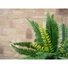 Kép 6/6 - EUROPALMS Boston Fern, artificial plant,53cm