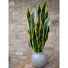 Kép 5/5 - EUROPALMS Snake Tongue (EVA), artificial, green-yellow, 60cm