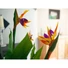 Kép 7/8 - EUROPALMS Bird-of-paradise Flower, artificial plant, 90cm