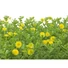 Kép 3/6 - EUROPALMS Grass mat, artificial, green-yellow, 25x25cm